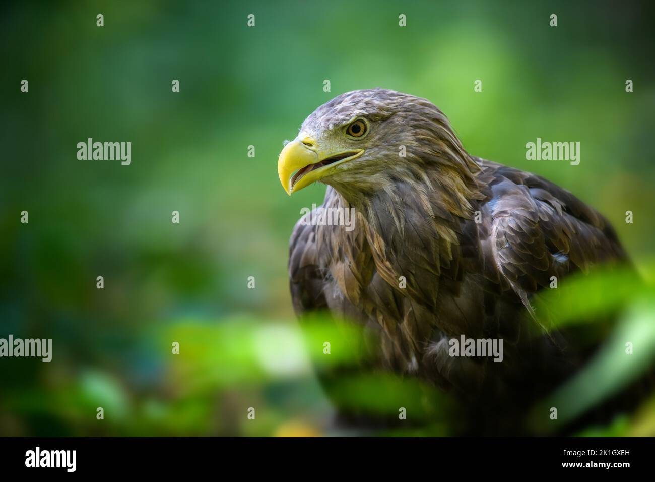 Close portrait white-tailed eagle. Danger animal in nature habitat. Wildlife scene Stock Photo