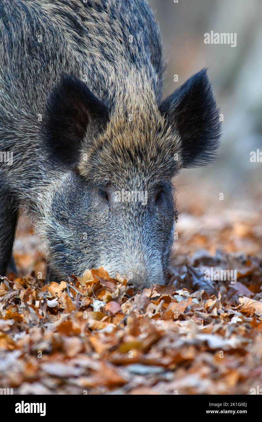 Male boar in an autumn forest looks for acorns in a fallen leaf. Wildlife scene from nature Stock Photo