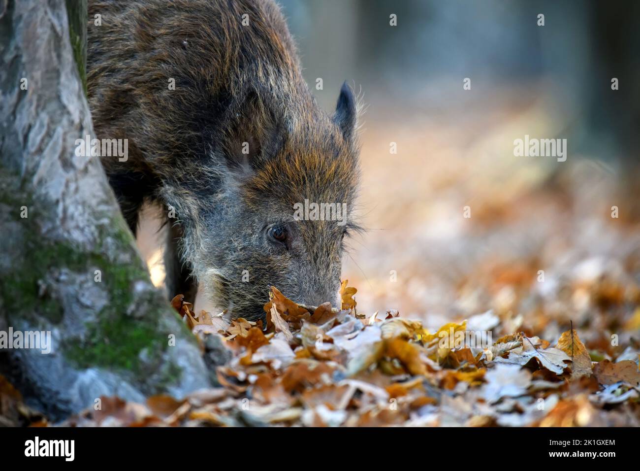 Male boar in an autumn forest looks for acorns in a fallen leaf. Wildlife scene from nature Stock Photo