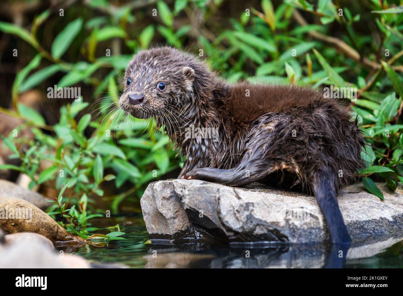 Lutra in nature habitat. Portrait of water predator. Animal from the river. Wildlife scene Stock Photo