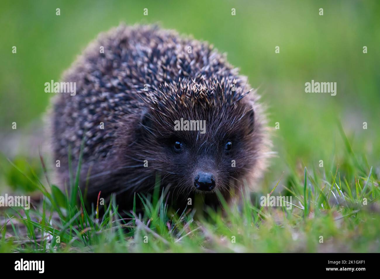 Hedgehog in green grass. Wildlife scene from nature. Animal in natural garden habitat Stock Photo
