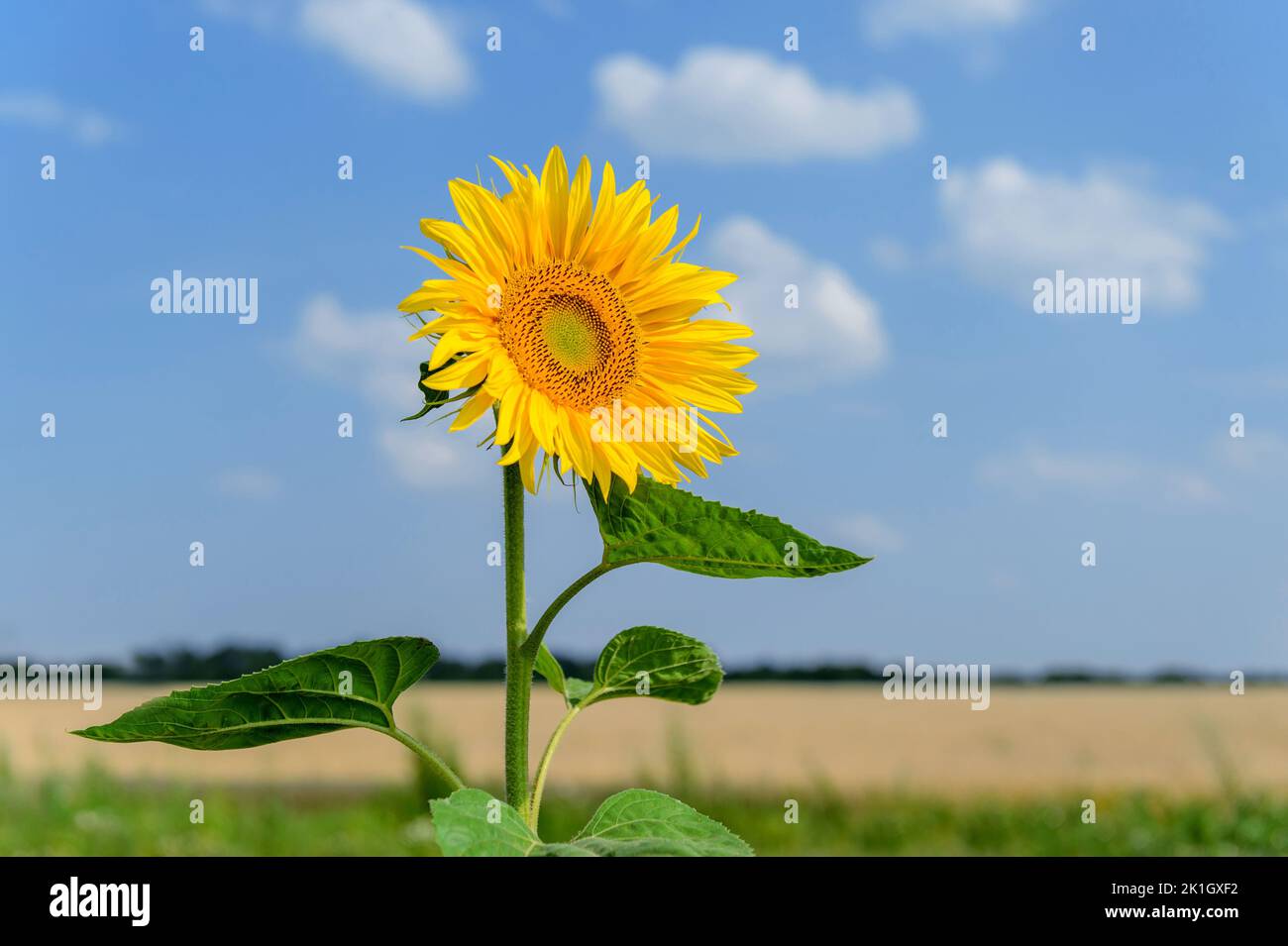 Close up Sunflower on the side of the road. Agricultural industry, production of oil Stock Photo