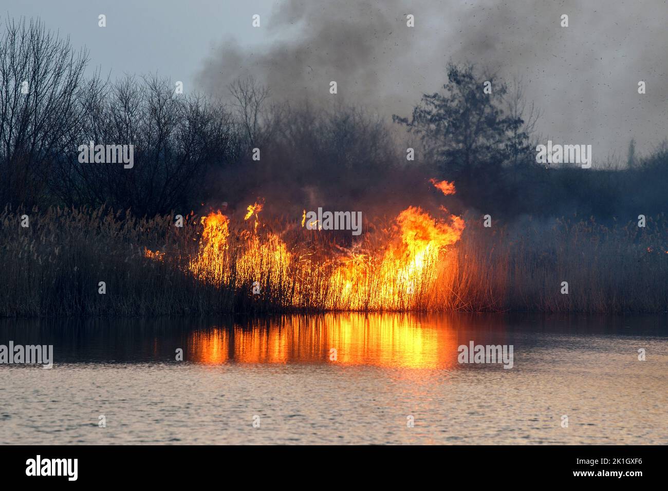 Field fire near the lake. Strong smoke from a burning place. Dry grass burns, natural disaster Stock Photo