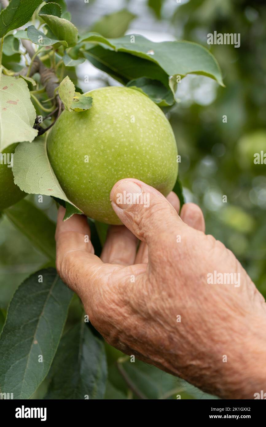 elderly farmer picks an apple from his crop. apple season Stock Photo