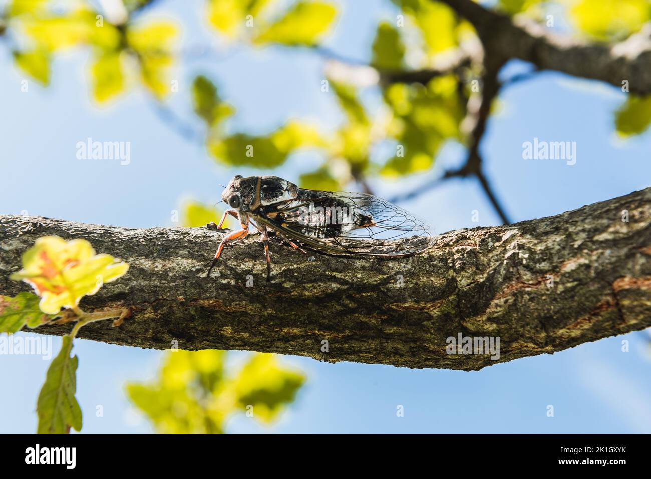 Close up of a provencal cicada Stock Photo