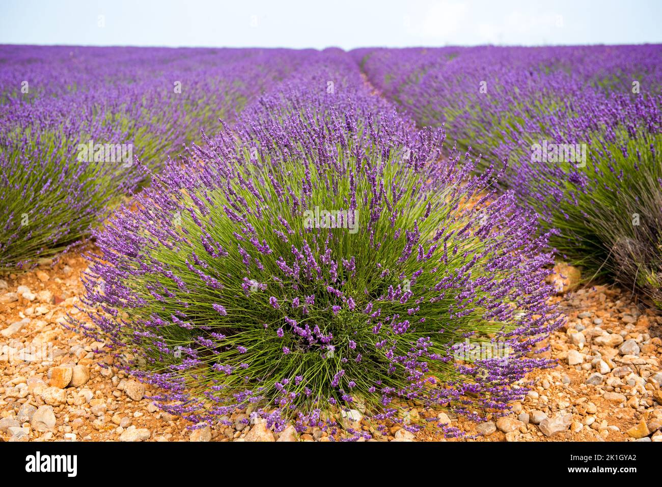 Front bush of a lavender row Stock Photo Alamy