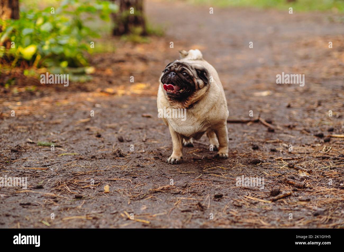 Pug dog with an open mouth and his tongue sticking out and standing on the trail in the park. Stock Photo