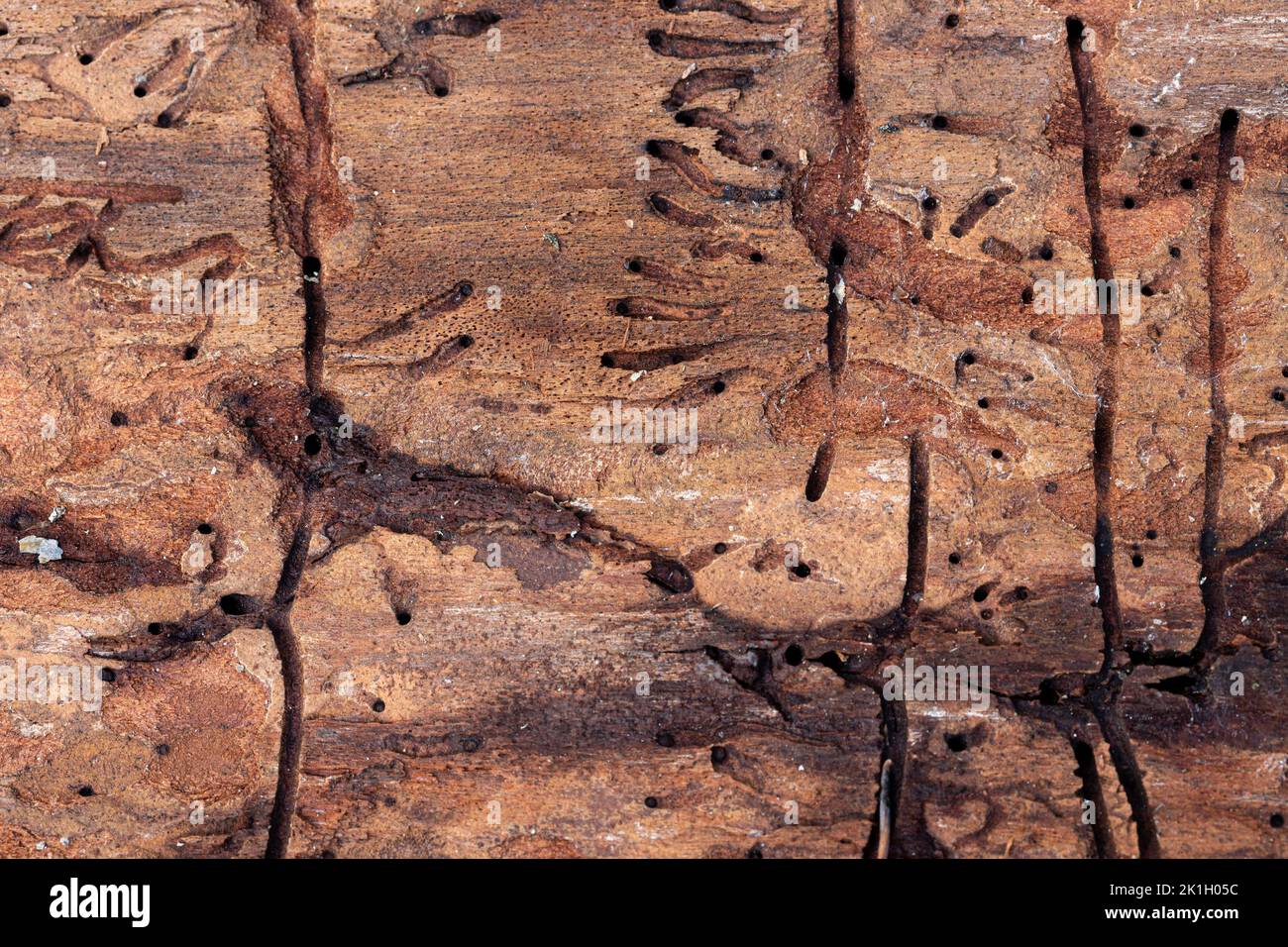 Beetle Tracks on Scots Pine Bark. Stock Photo