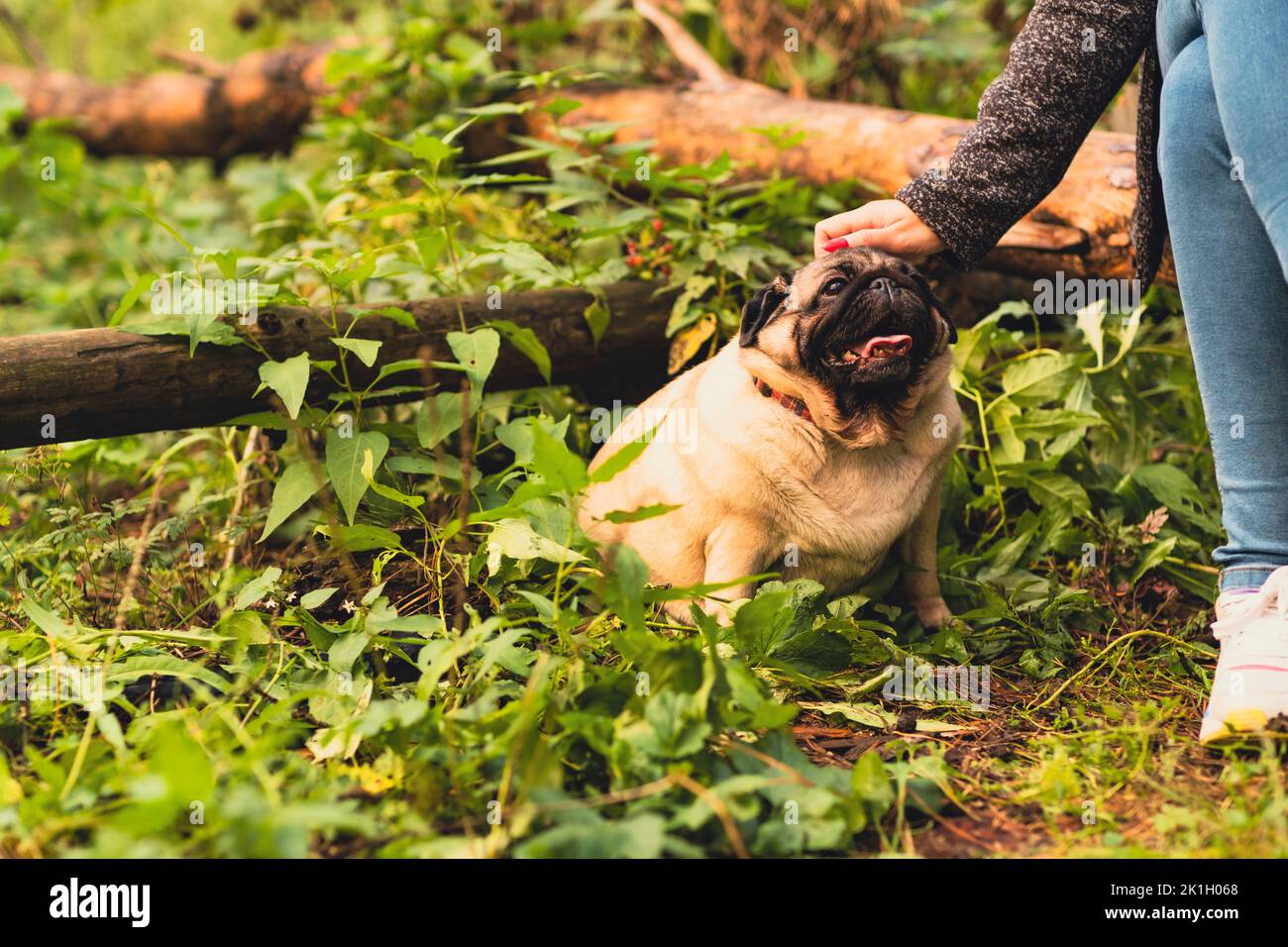 A girl strokes a cute dog pug on a walk in the woods. Stock Photo