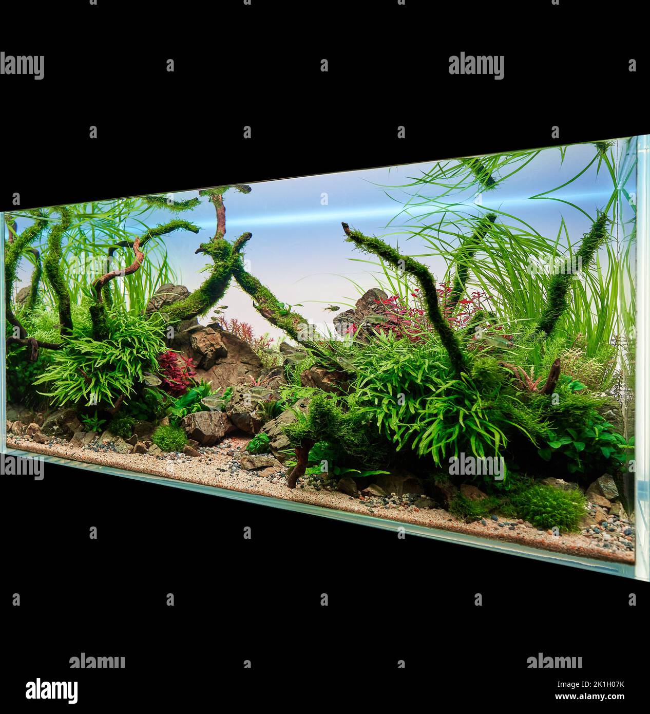 Aquascaped freshwater aquarium with live plants, stones and Redmoor roots in isometric view. Microsorum Trident, various rotalas, anubias. Stock Photo