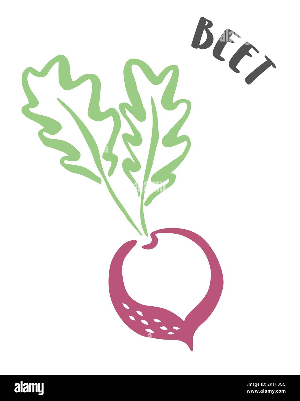 Beet drawing hand painted with ink brush isolated on white background