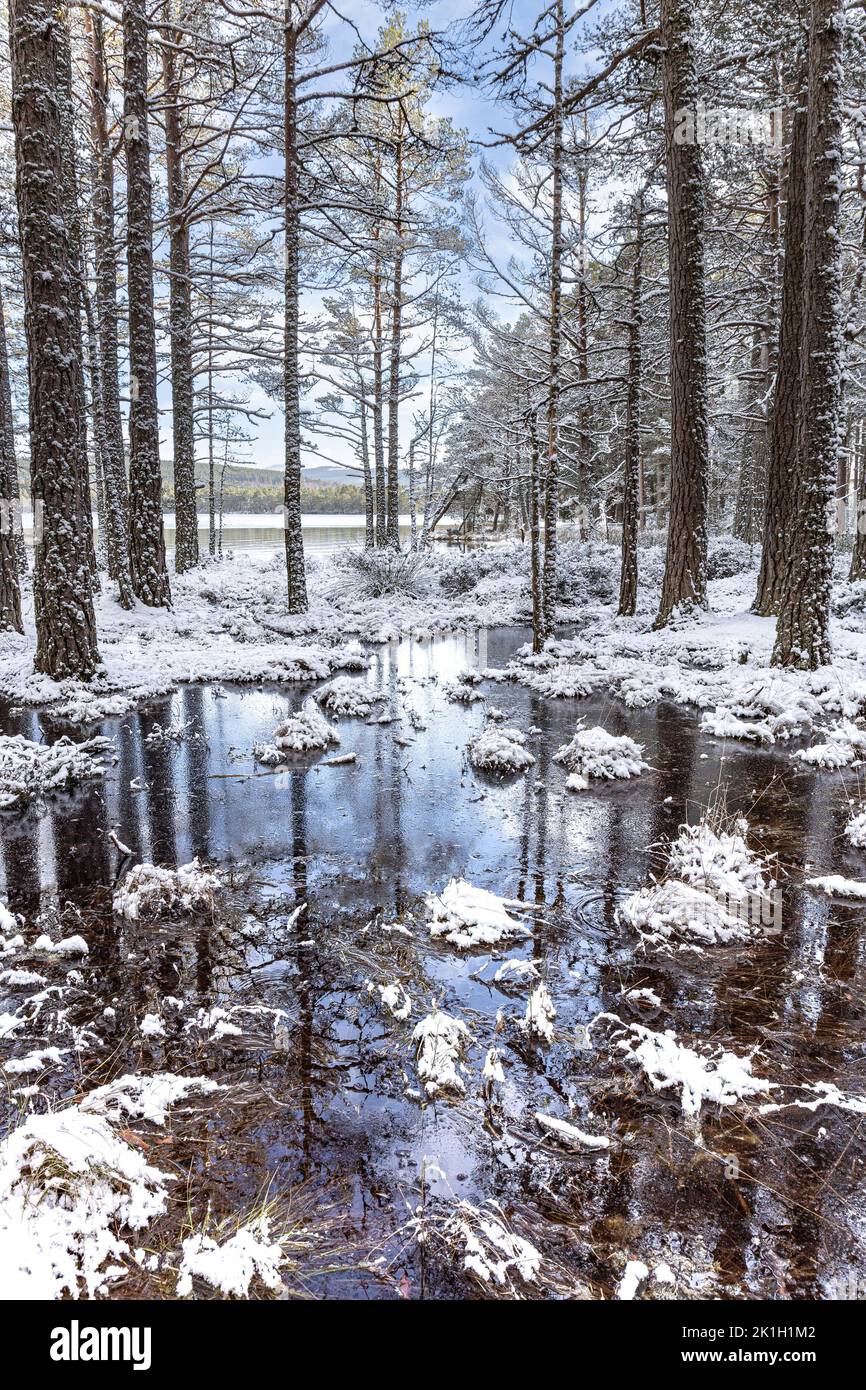Winter at Loch Garten in the Cairngorms Stock Photo