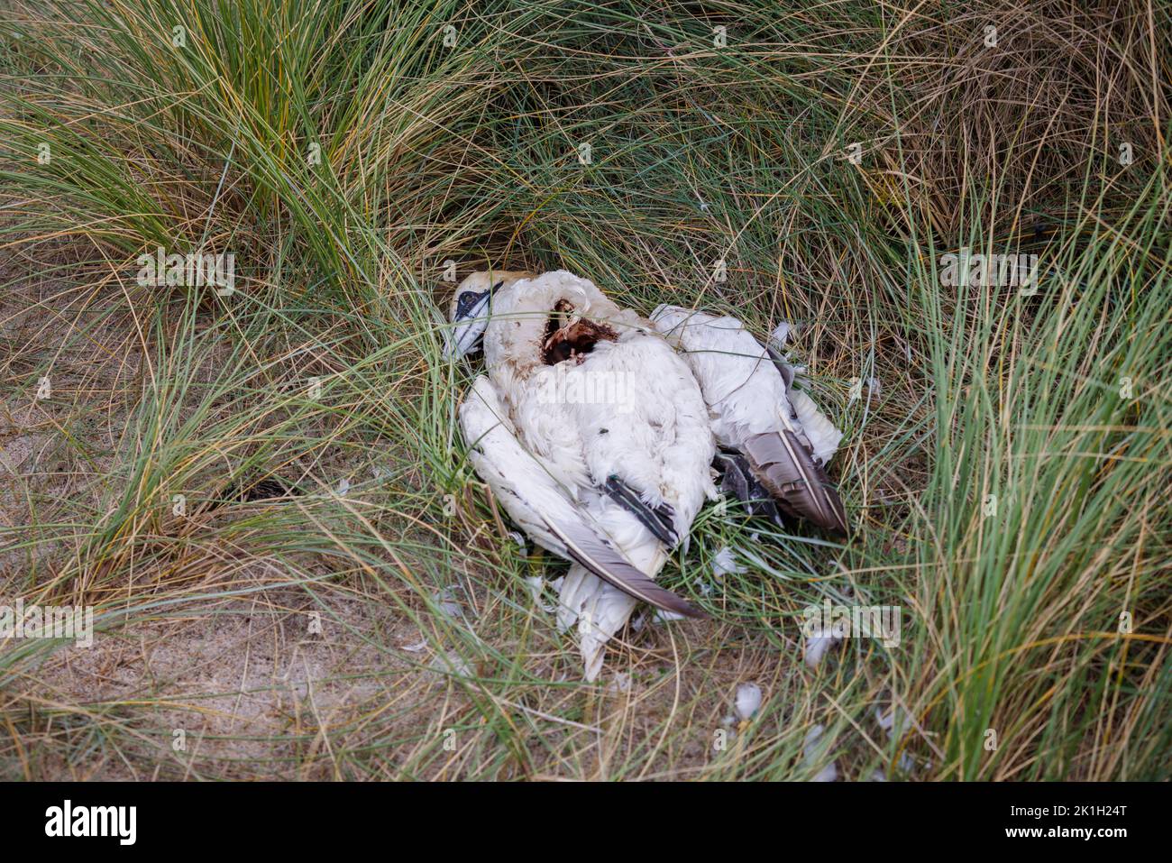 The body of a dead seabird, a northern gannet (Morus bassanus), on a beach in Cornwall, west England, probably a victim of avian influenza (bird flu) Stock Photo