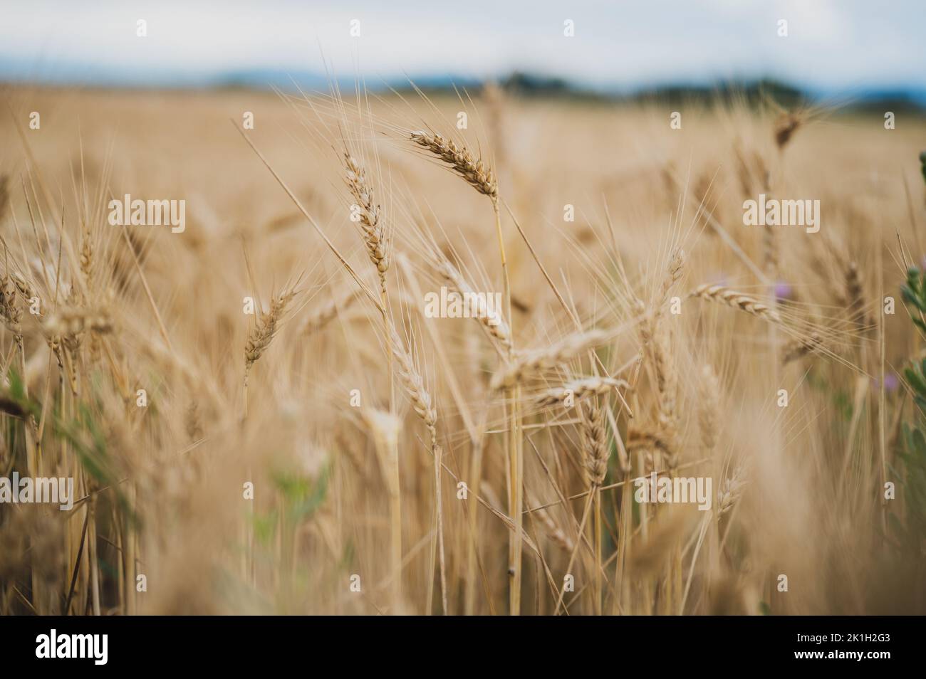 Beautiful golden wheat field growing in the summer with focus to one ear of wheat. Stock Photo