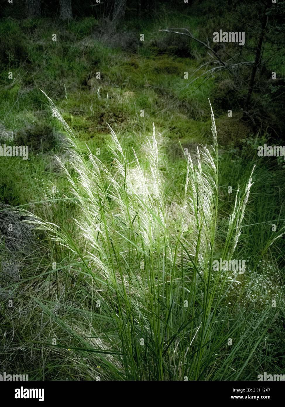 Backlit Grass at Abernethy Forest, Scotland. Stock Photo
