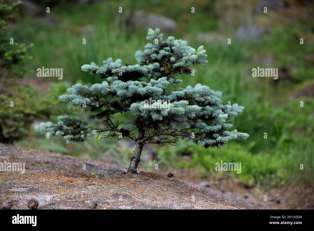 decorative coniferous tree in the botanical garden Stock Photo