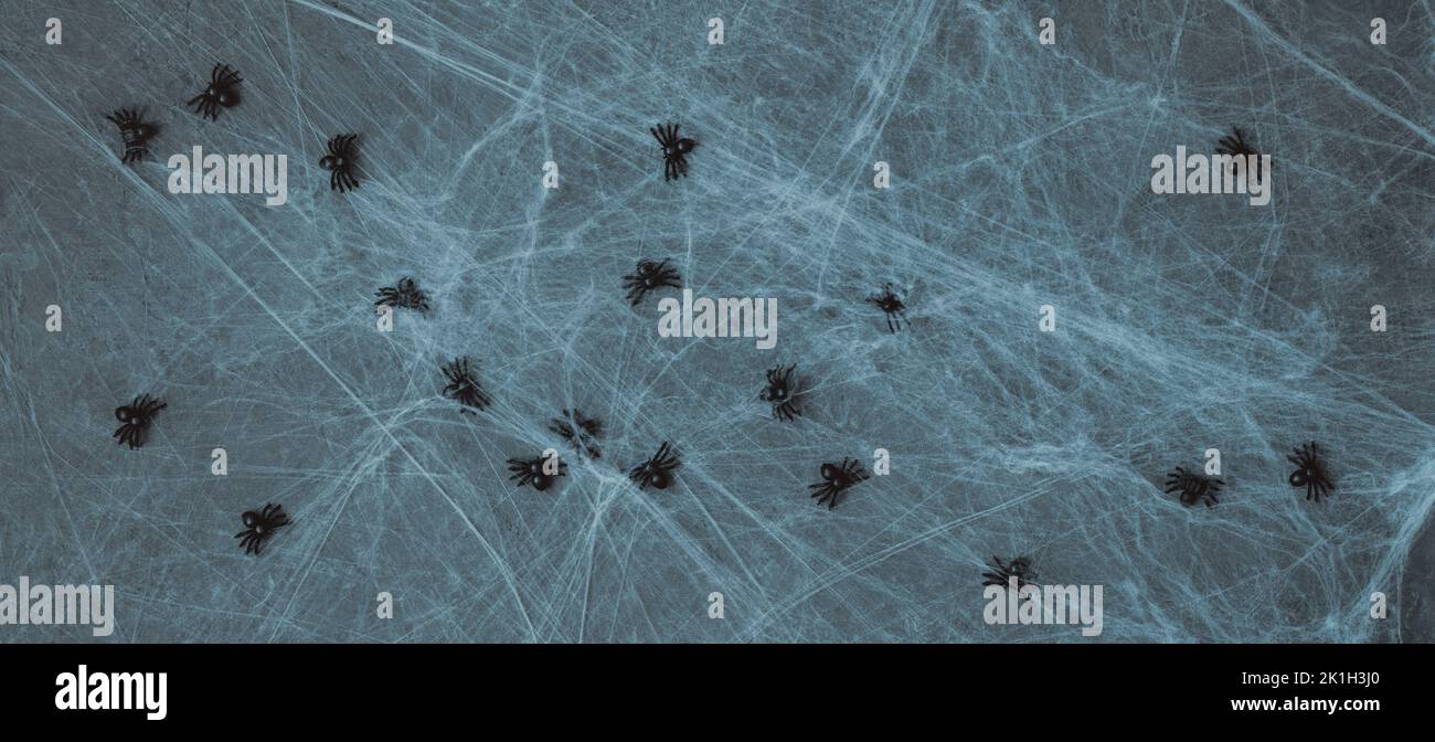 Halloween background with cobwebs and spiders on a blue background ...