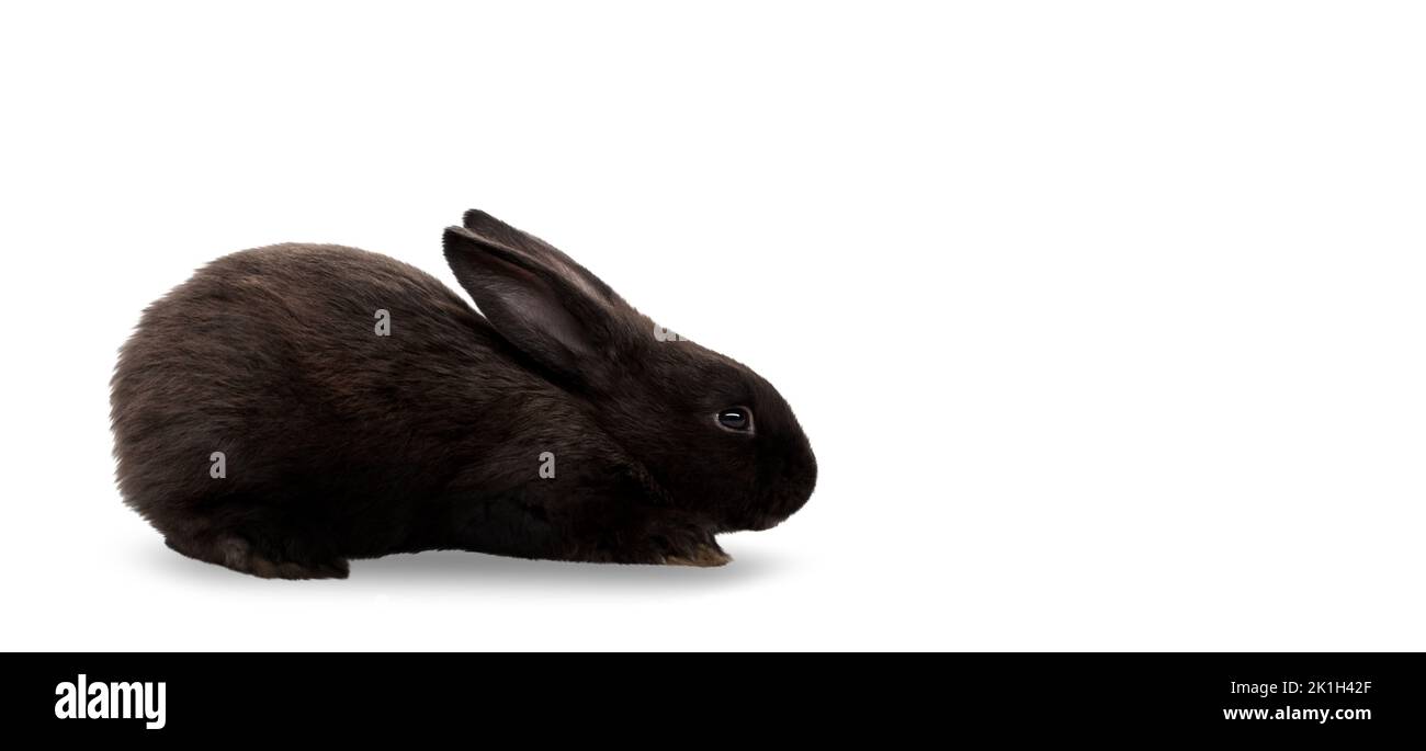 black rabbit isolated on white background Stock Photo