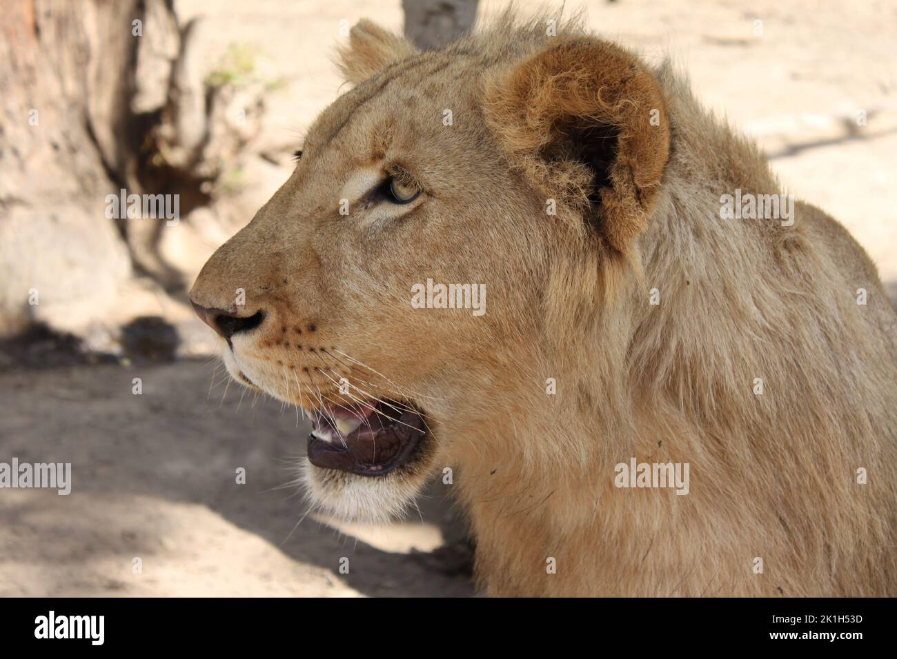 Lion face profile hi-res stock photography and images - Alamy