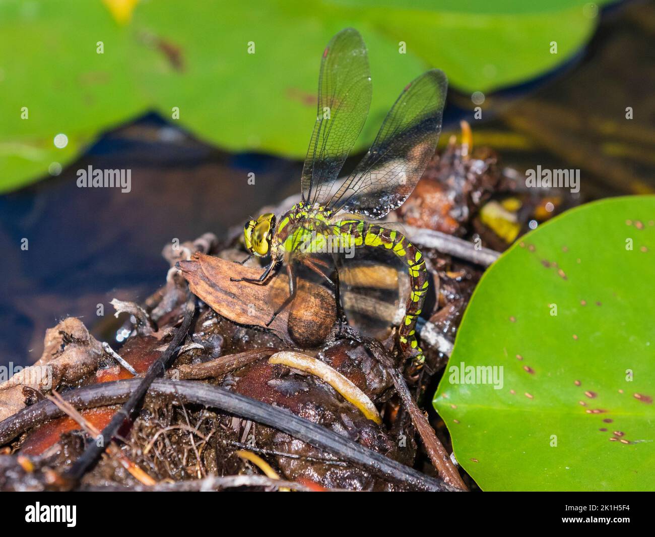 Female brown and greenish-yellow adult Southern Hawker dragonfly, Aeshna cyanea, egg laying in a Devon pond Stock Photo