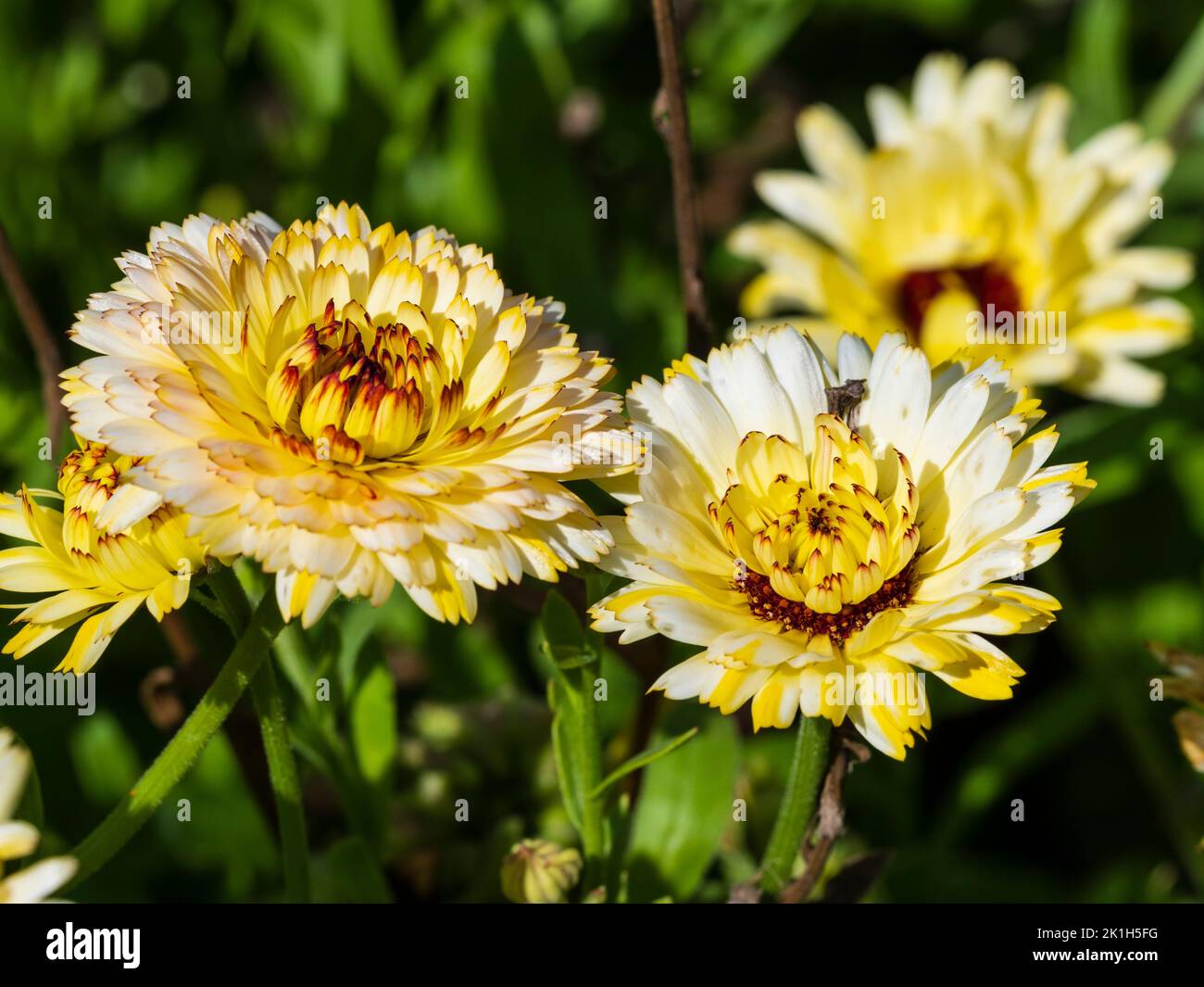 Yellow and white double flowers of the hardy annual pot marigold, Calendula officinalis 'Snow Princess' Stock Photo