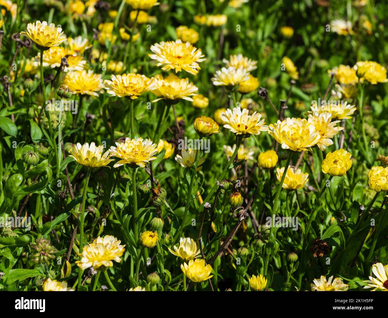 Yellow and white double flowers of the hardy annual pot marigold, Calendula officinalis 'Snow Princess' Stock Photo
