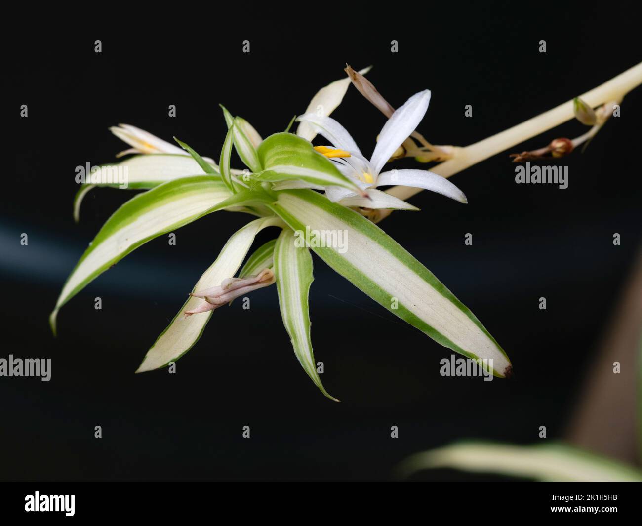 White flower and variegated evergreen foliage of a developing offset of the popular spider plant Chlorophytum comosum 'Variegatum' Stock Photo