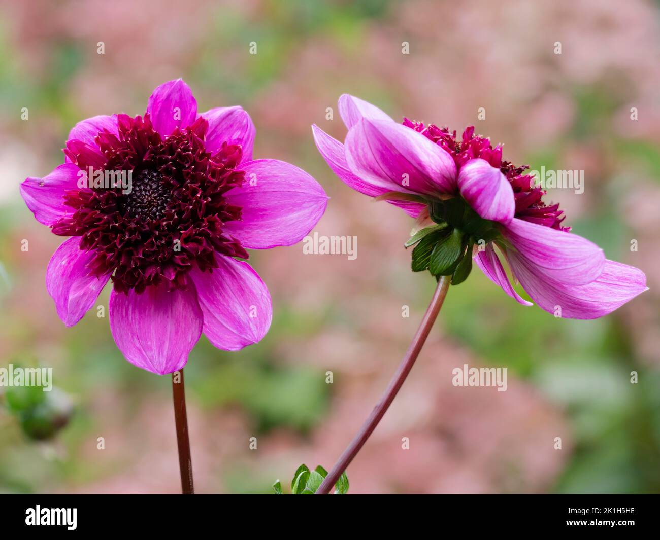 Anemone flowered pink blooms of the decorative Dahlia 'Blue Bayou' Stock Photo