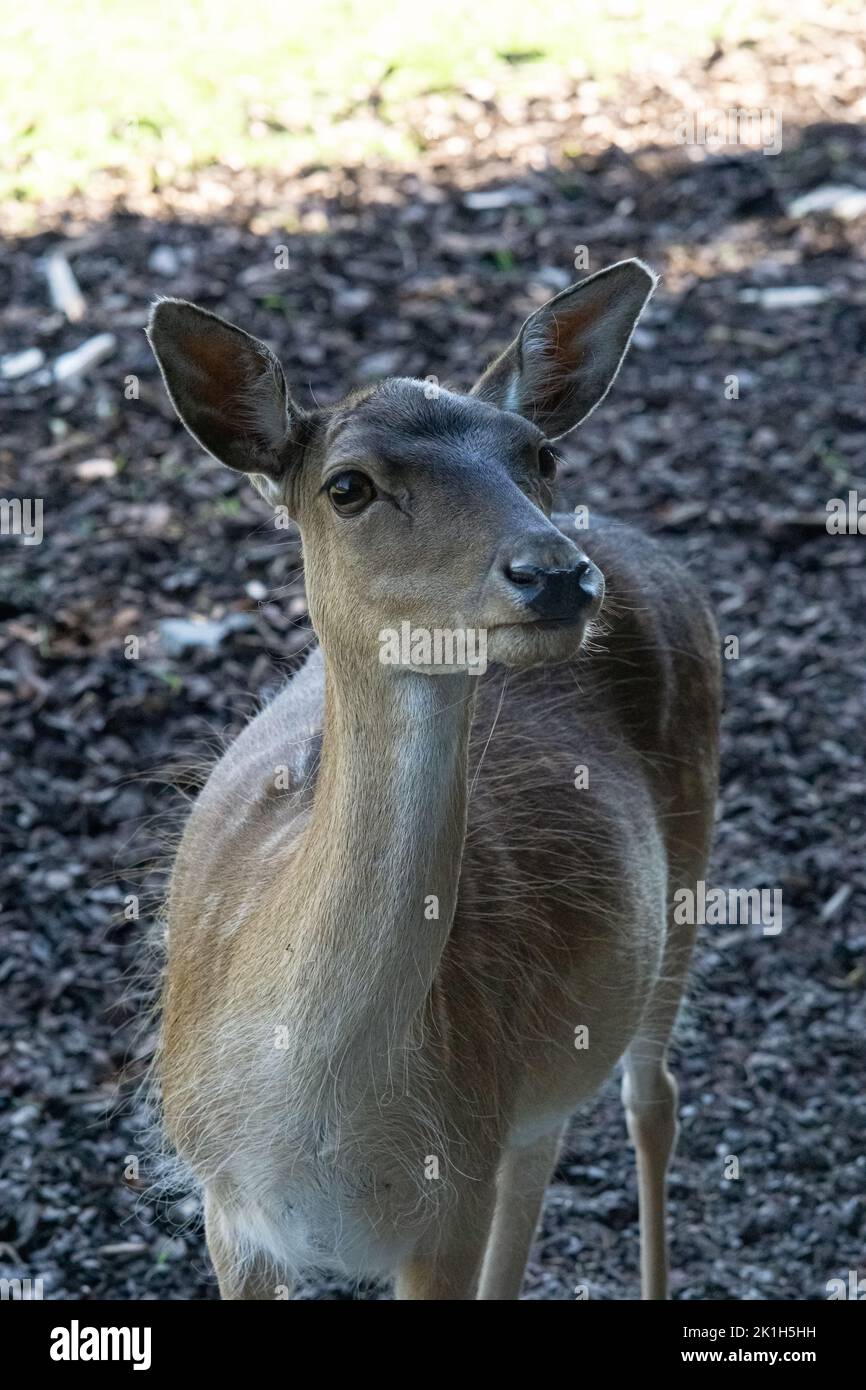 Europäisches Reh Capreolus Capreolus Deer Stock Photo