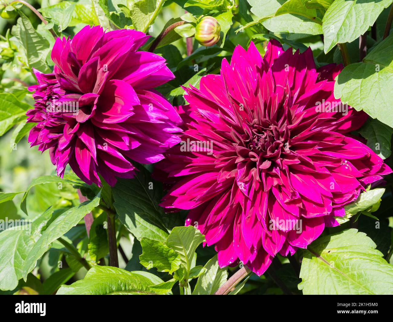 Dark pink fully double flowers of the half hardy summer border perennial, Dahlia 'Rocco' Stock Photo