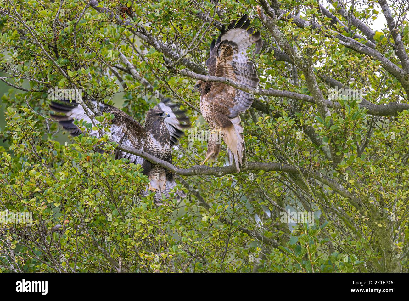 Two Common Buzzards Buteo buteo having a fight together in a tree