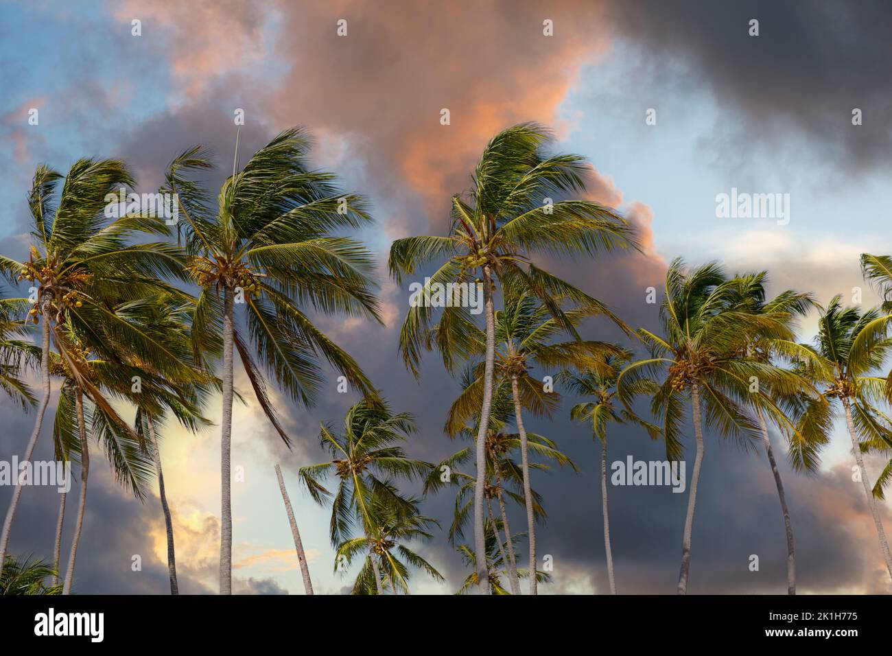 Coconut palm trees against sunset sky and pink clouds. Tropical jungle forest, panoramic nature banner. Idyllic natural landscape, looking up, low Stock Photo