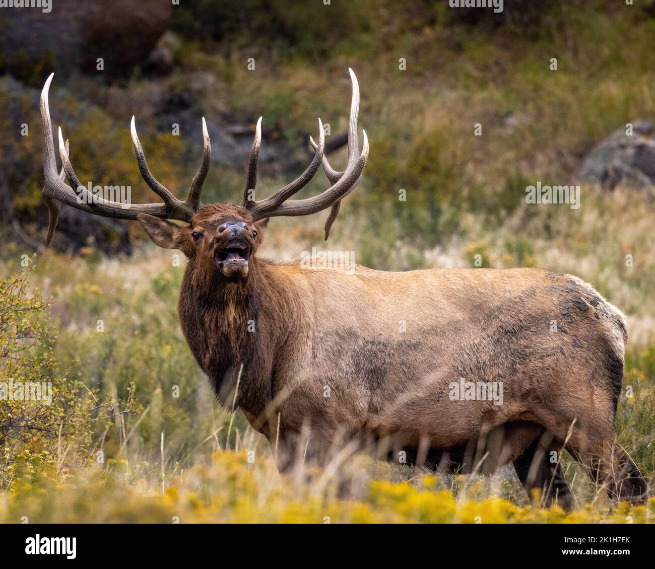 Bull elk close up (cervus canadensis) bugling during the fall rut