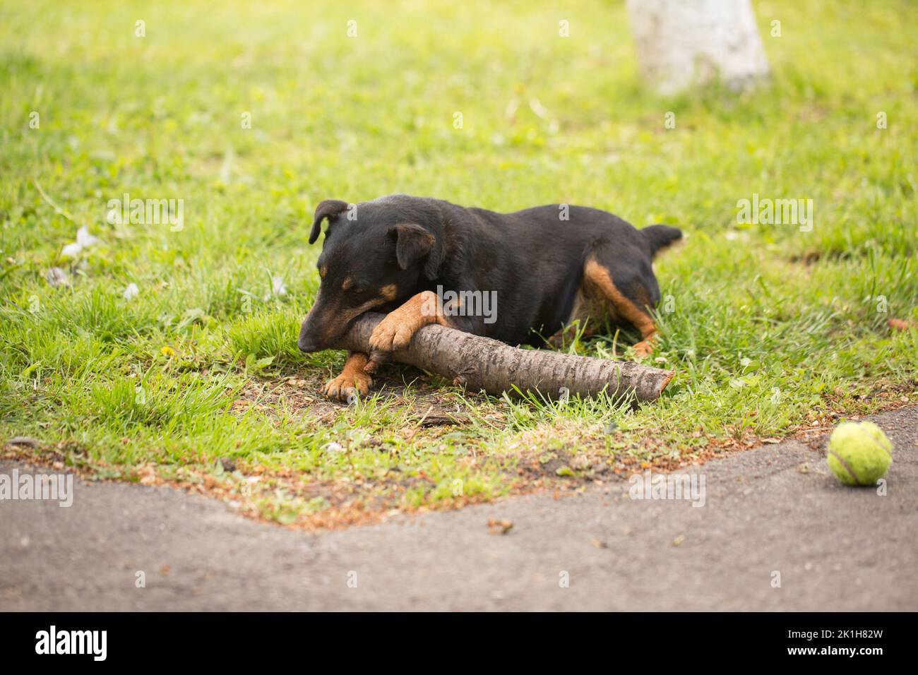 Adult playful dog of the Jagdterrier breed on green grass Stock Photo