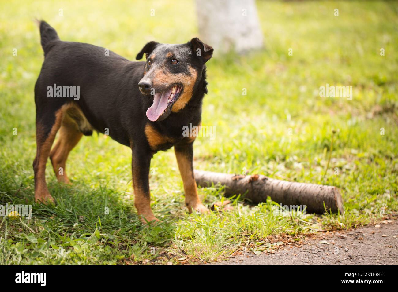 Adult playful dog of the Jagdterrier breed on green grass Stock Photo