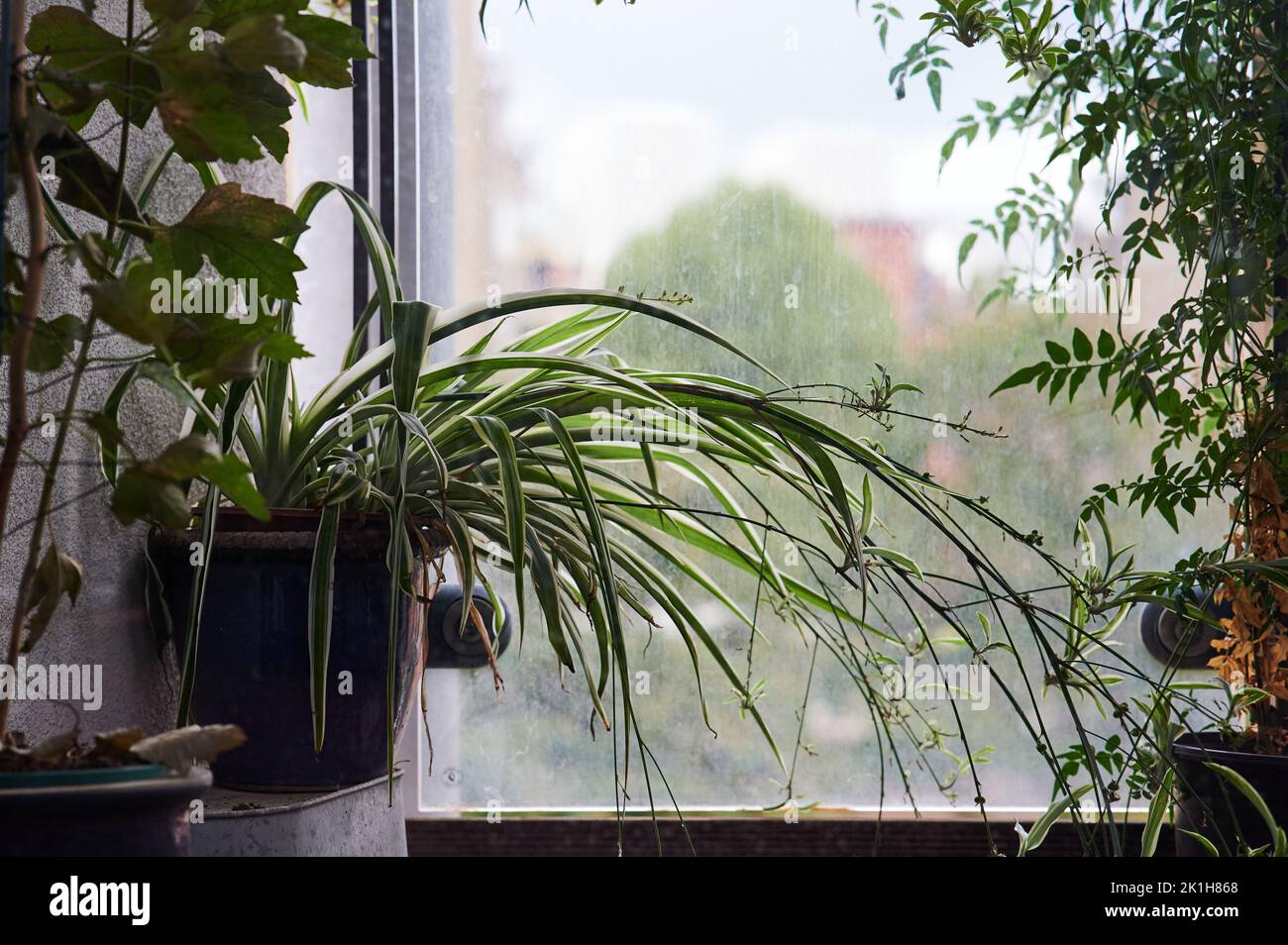 spider plant with pups or spiderettes on balcony in summer Stock Photo