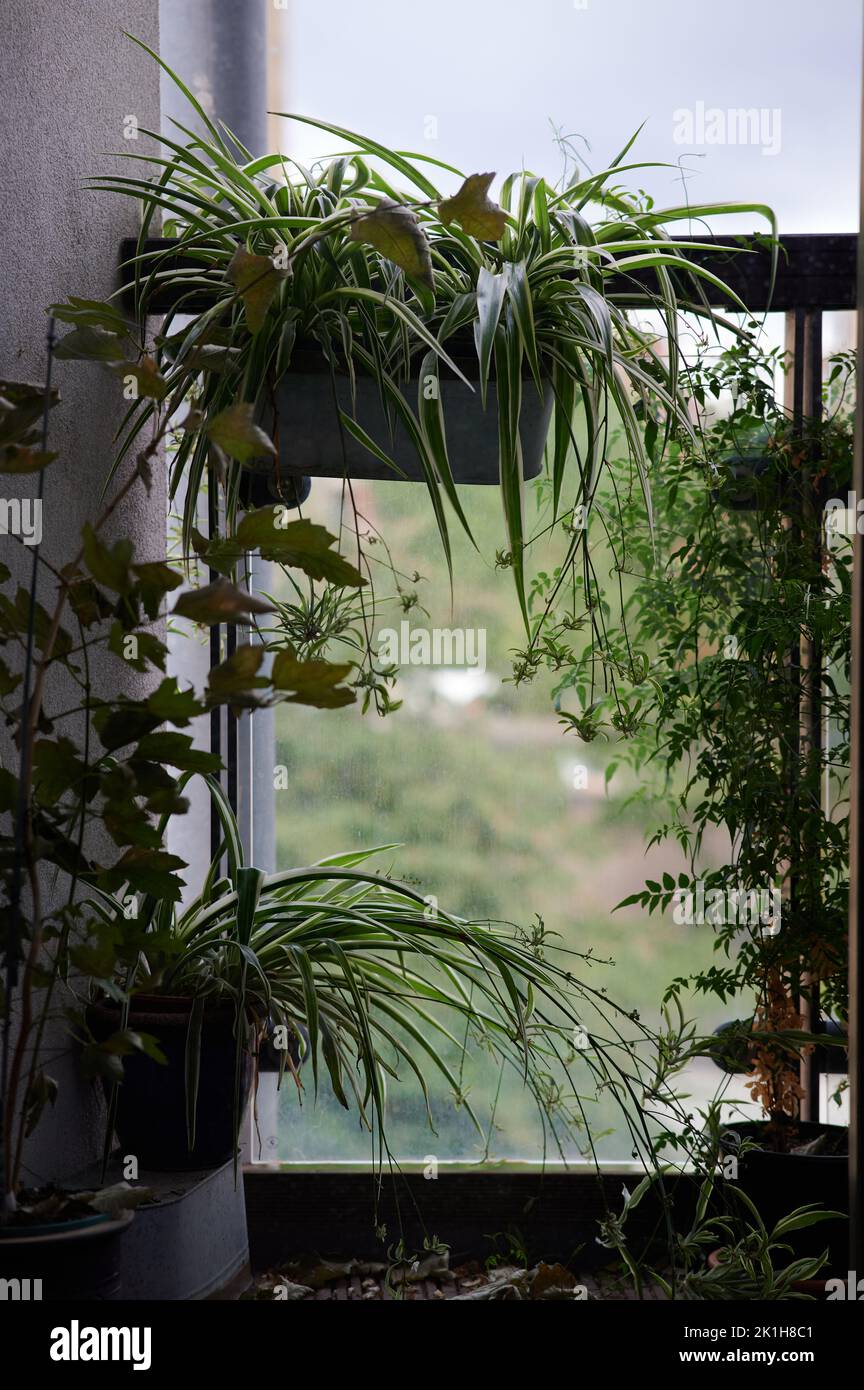 spider plant with pups or spiderettes on balcony in summer Stock Photo