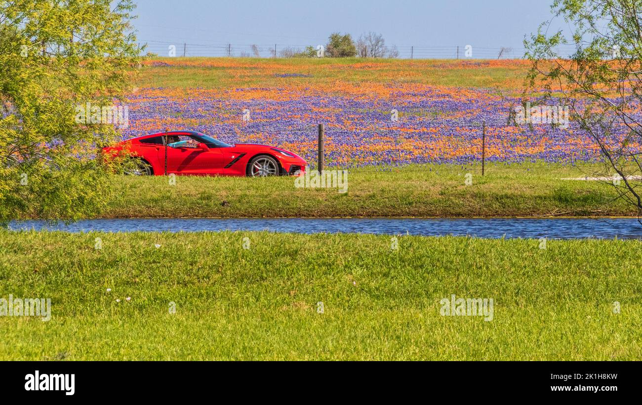 Fields of Texas wildflowers in April near Whitehall, Texas. Stock Photo