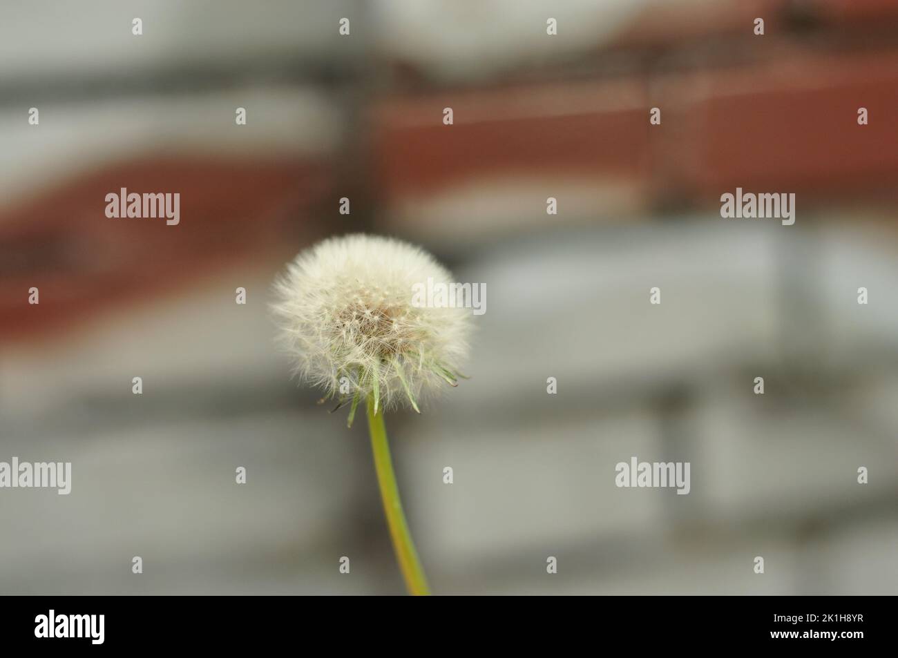 A shallow focus of withered dandelion Stock Photo