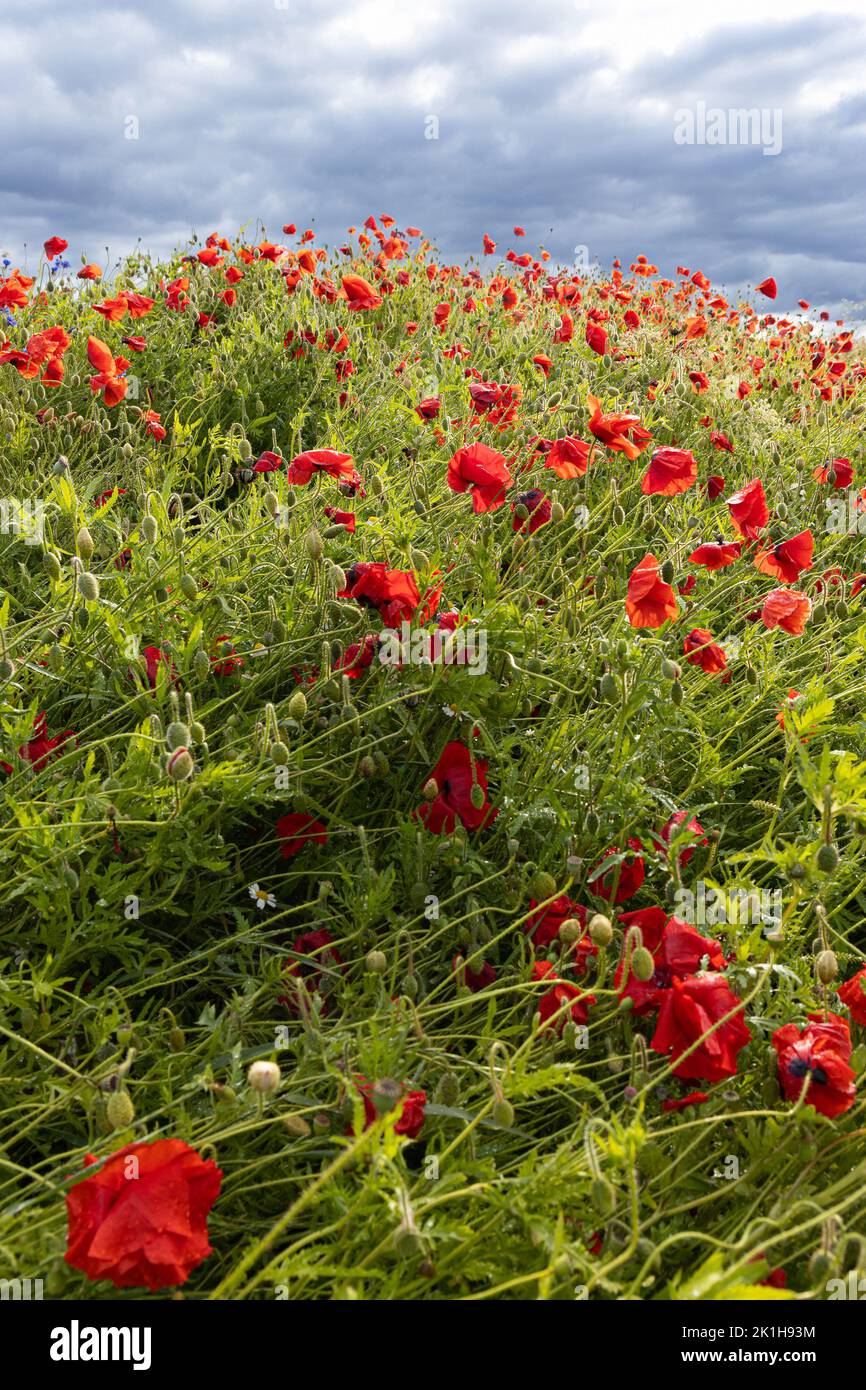 Poppies at Abernethy in Scotland. Stock Photo
