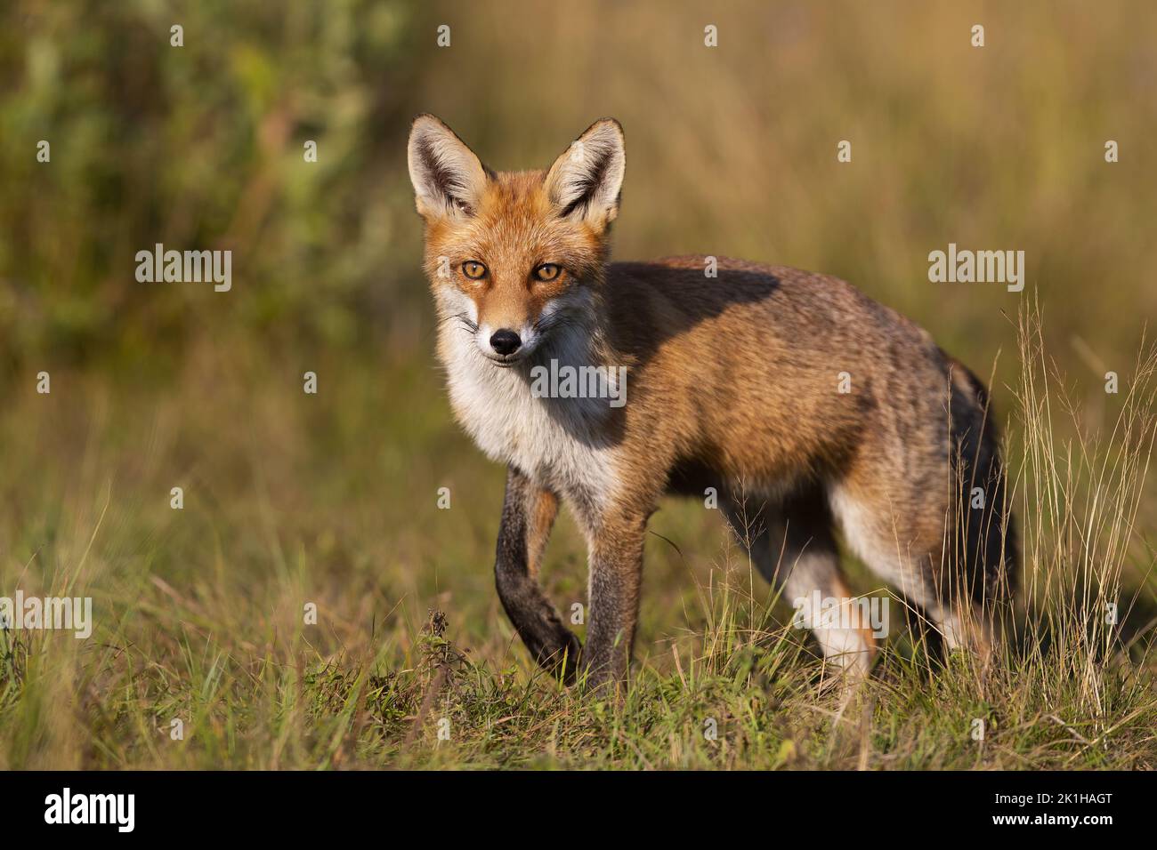 red fox looking into the camera on a meadow in autumn at sunset. Stock Photo