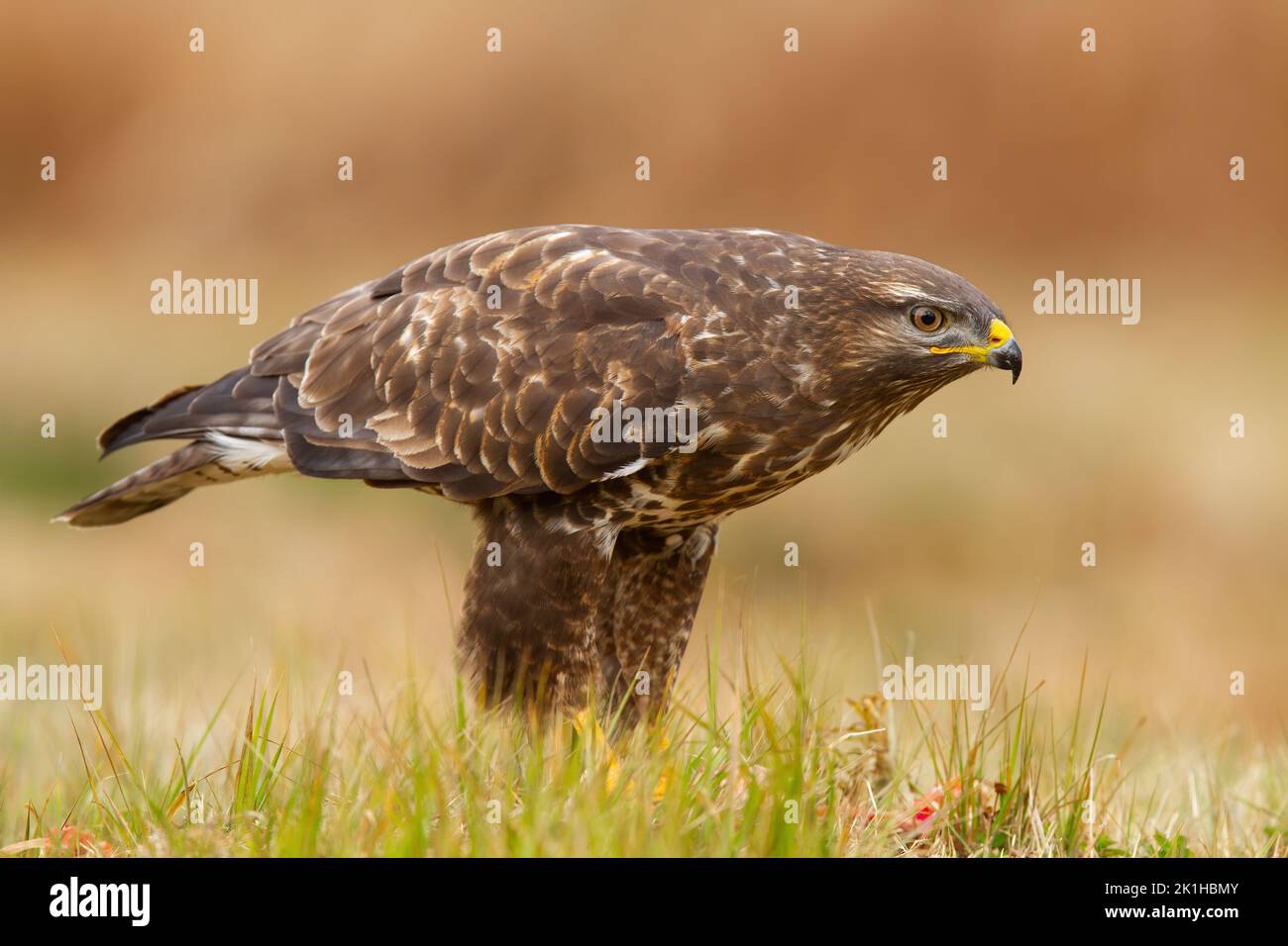 Common buzzard leaning forward while sitting on the ground in autumn Stock Photo