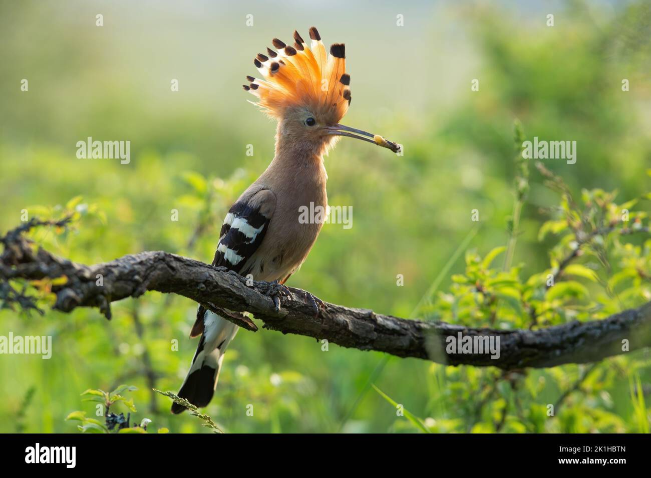 Eurasian hoopoe sitting on a branch with a worm in beak in summer forest Stock Photo