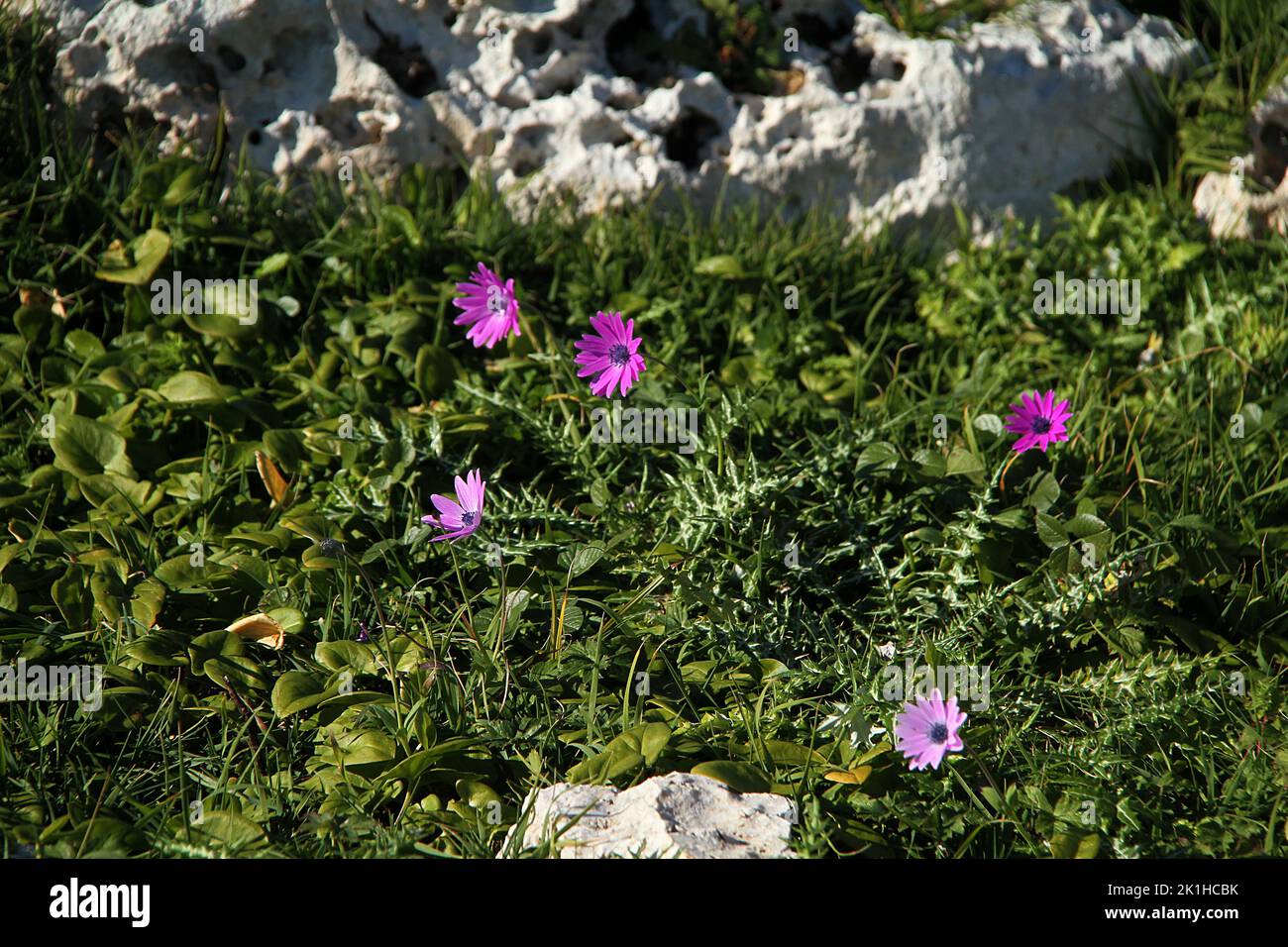 Broad-leaved anemone (Anemone hortensis) on the rocky cliff of the Adriatic Sea in Puglia, Italy Stock Photo