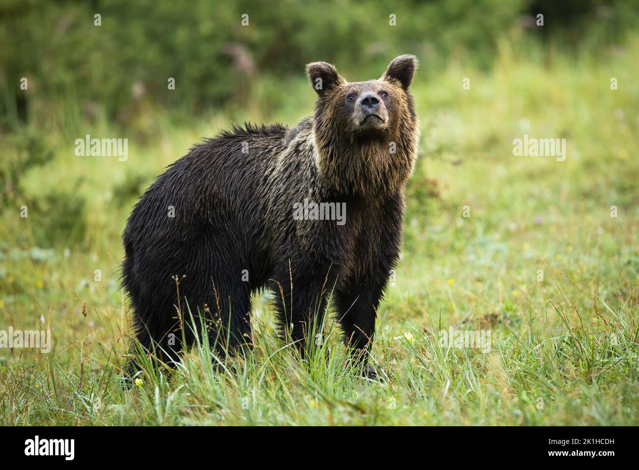 Curious brown bear sniffing the air with snout on meadow in autumn Stock Photo