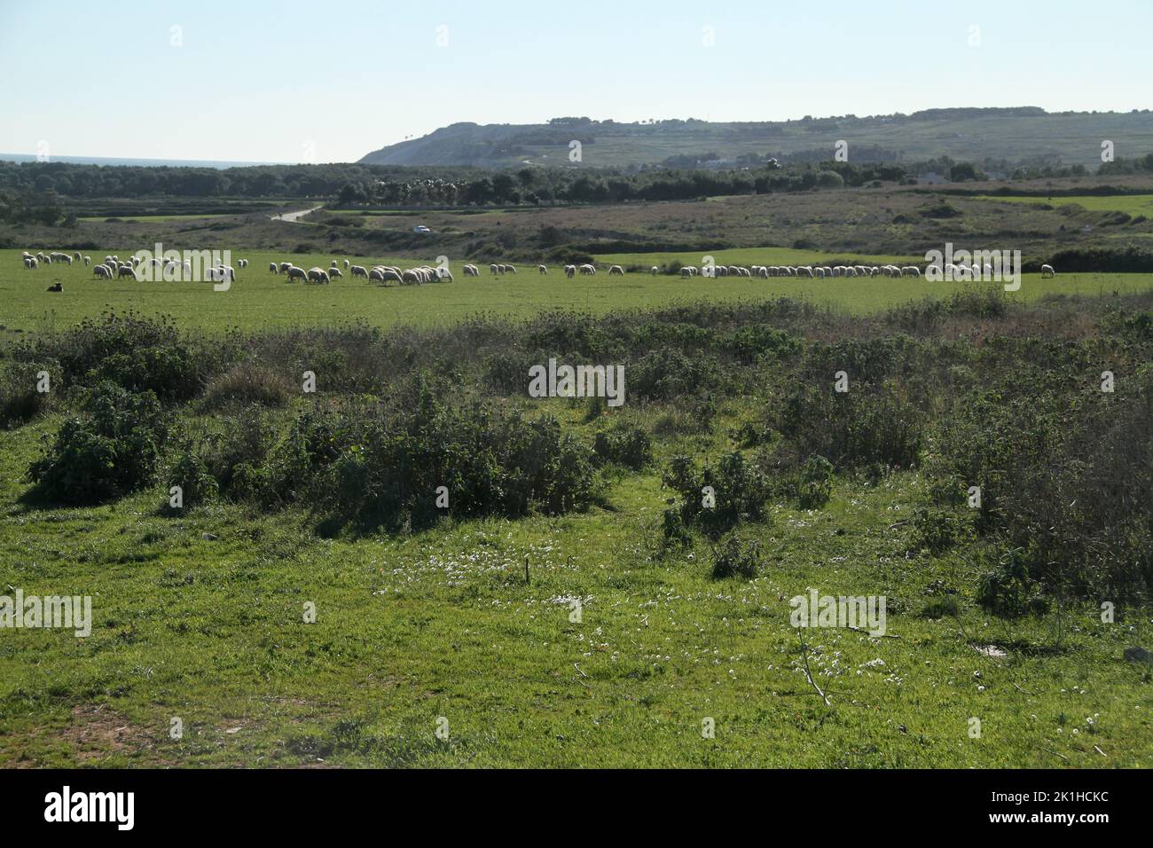 A flock of sheep in a field in Puglia, Italy Stock Photo - Alamy
