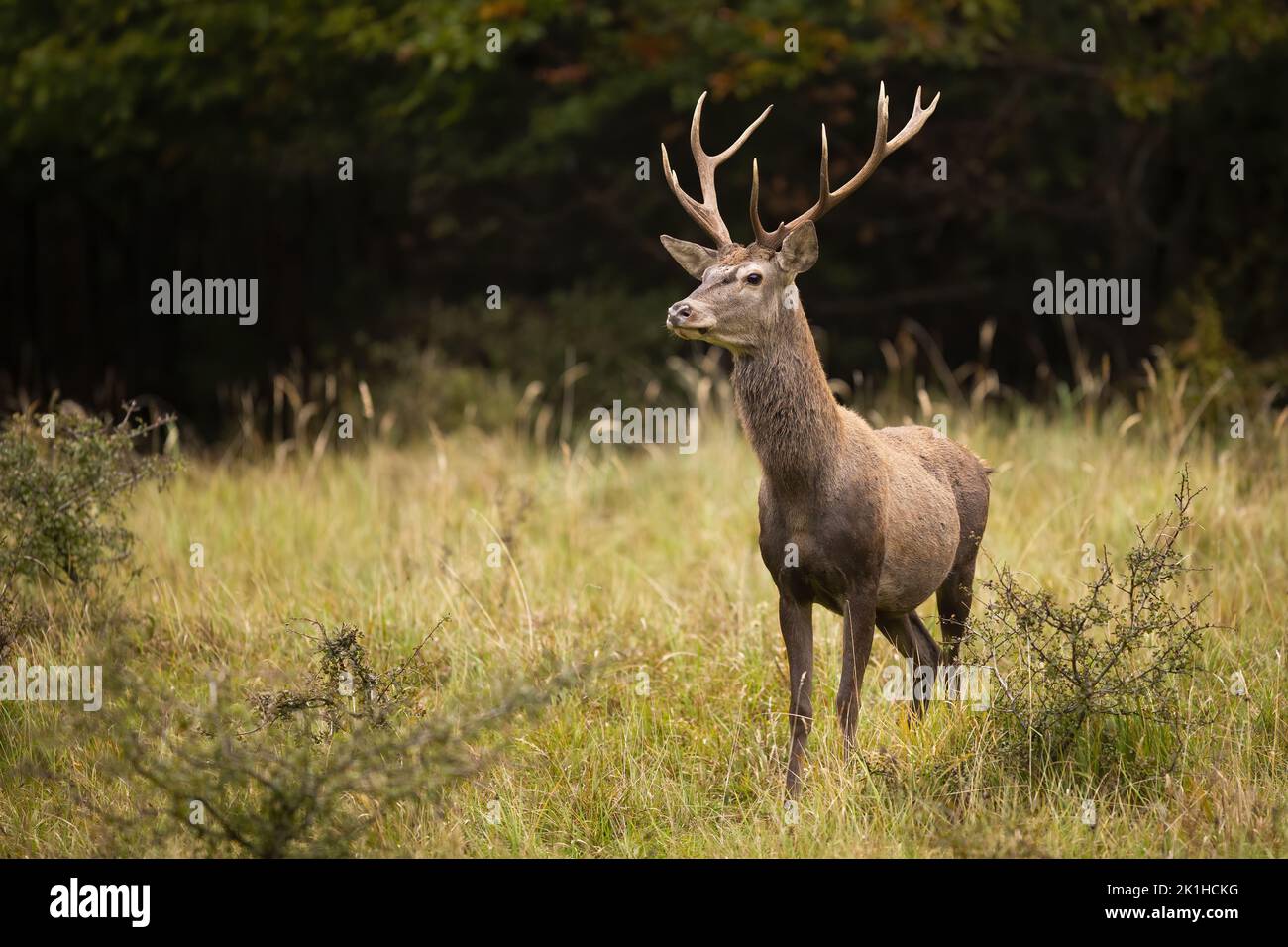Red deer sniffing with nose and stretching neck in attentive pose on a glade Stock Photo