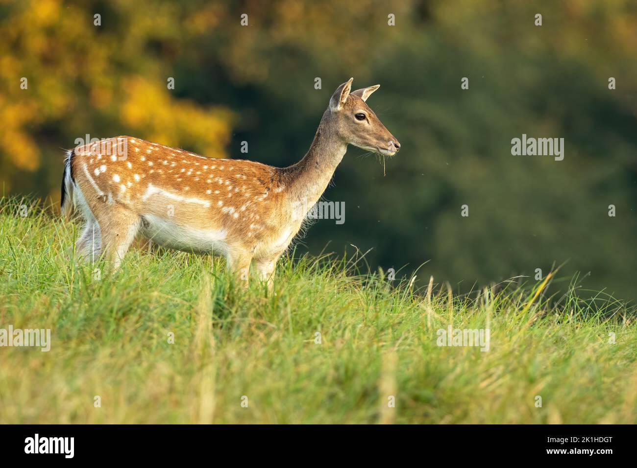 Fallow deer doe looking aside on a meadow with green grass in autumn at sunrise Stock Photo