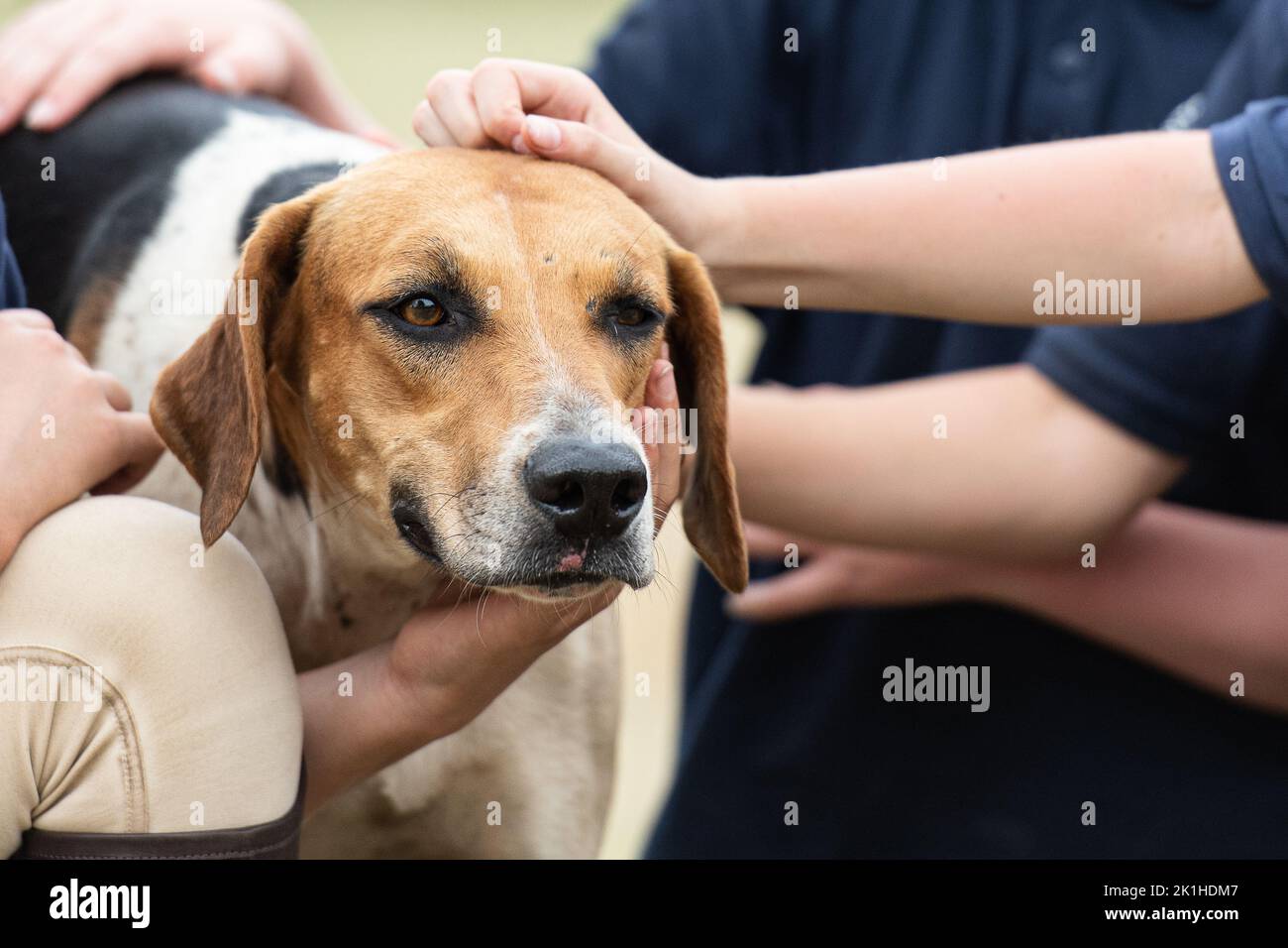 Fox hound being stroked by children Stock Photo