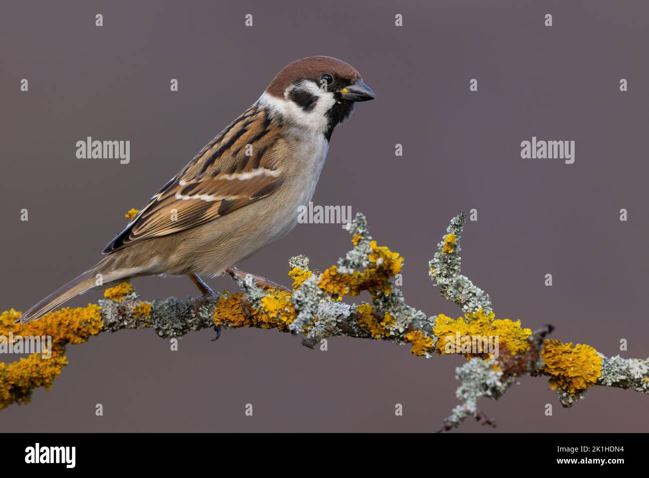 Eurasian tree sparrow sitting on branch covered in moss and lichen Stock Photo